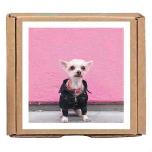 ELLA BEAN DER HUND - 16 NOTIZKARTEN & UMSCHLÄGE - JEWEILS ACHT VON ZWEI DESIGNS - Bild 1 von 1