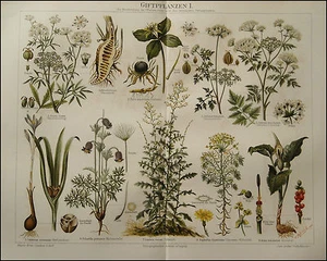 1889 ORIG.ANT.CROMOLITO = PIANTE VELENOSE I = MEYERS... - Foto 1 di 1