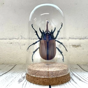 Campana de vidrio de cinco cuernos escarabajo rinoceronte (Eupatorus gracilicornis) frasco cúpula de campana - Imagen 1 de 4