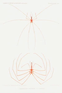Ilustración de araña de mar por Alberto I Príncipe de Mónaco Giclee impresión artística envío gratis - Imagen 1 de 3