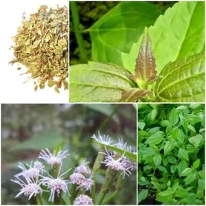 Mexican Dream Herb Dry Lucid Calea Zacatechichi - Organic Leaf 100G FREE SHIPING - Picture 1 of 7