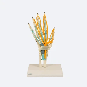 Anatomisches Hand Skelett Model | Handmodell mit Sehnen, Nerven und Karpaltunnel - Bild 1 von 1