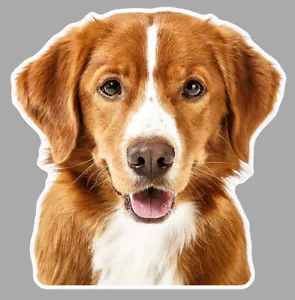 TETE DE CHIEN EPAGNEUL COCKER LABRADOR BERGER CANICHE AUTOCOLLANT STICKER EA081 - Foto 1 di 1