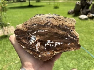 Pandanus/Palme Fossil versteinertes Holz Biberrand Wyoming - Bild 1 von 10