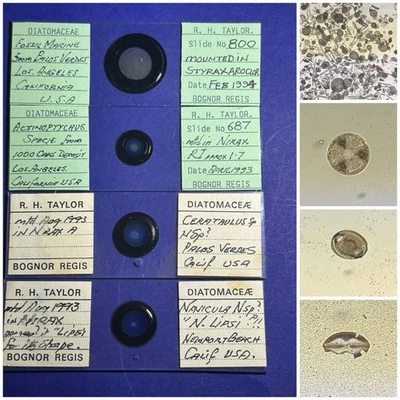 Vintage Set Of 4 Diatom Microscope Slides. Species From Los Angeles . By Taylor. - Image 1 of 2