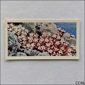 Brooke Bond Tea Card Wild Flowers Series 3 1964 #28 English Stonecrop (CC46)