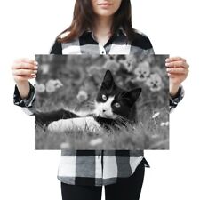 A3 - Black & White Cat Kitten Cats Garden Poster 42X29.7cm280gsm(bw) #42242