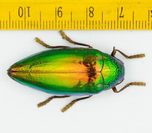 ESCARABAJO - BUPRESTIDAE - Sternocera sp (aberración de color) - 5993 - Imagen 1 de 2