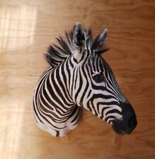 African Zebra Shoulder Mount Trophy Grade