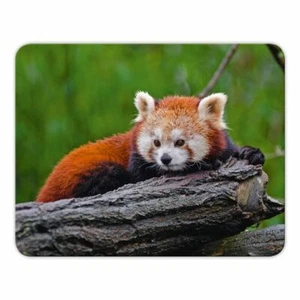 Alfombrilla de ratón "Pequeño panda" - 24x19cm - Goma musgo - Panda rojo - Oso gato - Imagen 1 de 2