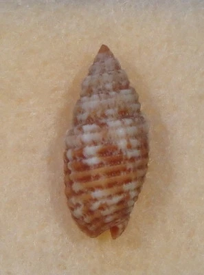 Mitra Scabricola Eximia 17 mm de Robaul, Papúa Nueva Guinea Foto 1 de 4