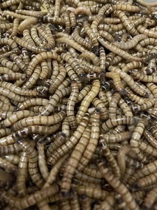1000 Live Superworms Large 1,5”-2” Limited Time Special!!! - Bild 1 von 3