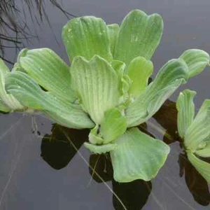 1 x Water Lettuce floating Pond Plant Pistia stratiotes - Picture 1 of 2