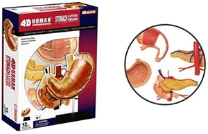 Famemaster 4D-Vision Human Stomach Anatomy Model - Picture 1 of 4