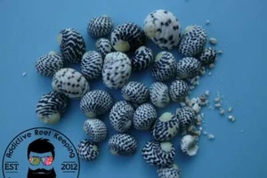 20x Caribbean Nerite Snail Slime/Algae/Cyano Live Clean Up Crew Saltwater - Picture 1 of 1