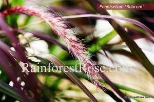 Pennisetum xadvena Rubrum 128 Purple Fountain Ornamental Grasses zone 9-10 - Picture 1 of 1