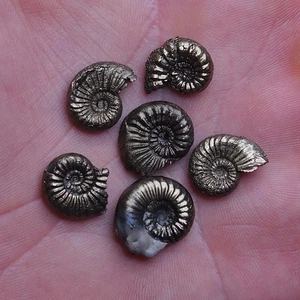 6 Stück 13-17 mm Pleuroceras AMMONIT Germany Fossil Fossilien Lot Weichtiere 1630 - Bild 1 von 6