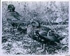 1960 Oil Soaked Ducks To Be Rescued From Gibraltar Michigan Animals 8X10 Photo