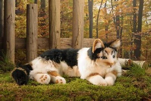 Kösener Katze 7380 Glückskatze (mehrfarbig) schwarz Weiss braun liegend 69 cm - Picture 1 of 6