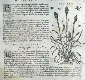 Lithospernum Phalaris Botanique Garance Matthioli Mattioli Matthiole Dioscoride - Imagen 1 de 1