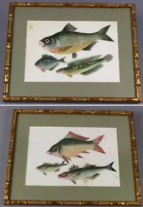 19th century FISH attractive pair of ORIGINAL Chinese paintings on pith FRAMED - Picture 1 of 12