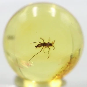 Amber Bead 11.5 mm NOT DRILLED Sphere with Rare Insect trapped for Million Years - Picture 1 of 8