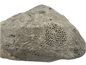 Large Raphidonema Sponge Fossil Specimen from the Cretaceous Period Southern, NV - Picture 1 of 12