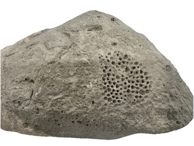 Large Raphidonema Sponge Fossil Specimen from the Cretaceous Period Southern, NV - Image 1 of 4