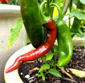 Seeds, Guajillo Pepper, Capsicum annuum Chili Chile Mild Sweet Chilli 🌶️🌶️🌶️ - Picture 1 of 3