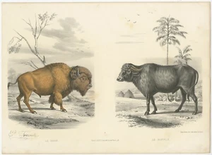 Antique Print of a Bison and Buffalo by Travies (c.1860) - Picture 1 of 1