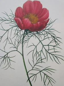 P.J. Redoute 103 PEONIA tenuflolia vintage print - Picture 1 of 1