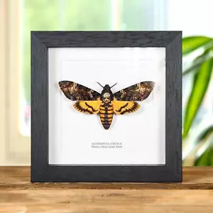 Death's Head Taxidermy Moth Frame (Acherontia atropos) - Picture 1 of 12