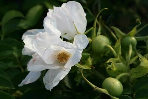 5 Stück Weiße Kartoffelrose Rosa rugosa 'Alba'  60 -100 cm wurzelnackt  - Bild 1 von 3