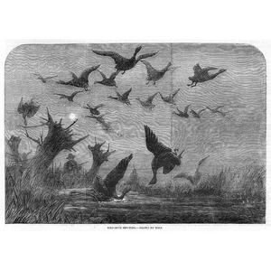HUNTING Wild Duck Shooting - Antique Print 1857 - Picture 1 of 1