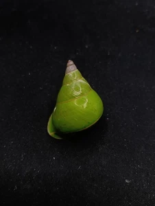 Papuina pulcherrima land snail Manus island 36mm Sea shell collectors #14573 - Foto 1 di 4