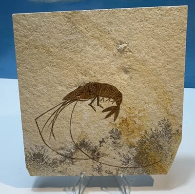 Fossil Large SHRIMP  Solnhofen Germany   Jurassic   Well Preserved History    - Image 1 of 4