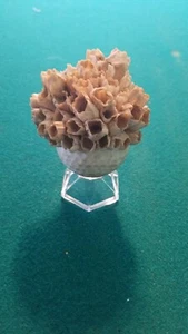 Trevor Noah Golf Ball - Picture 1 of 3