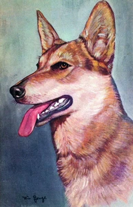 Postal de perro policía firmada por Jorge - Imagen 1 de 2