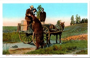 Feeding a Wild Bear Yellowstone National Park Postcard - Picture 1 of 2