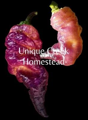 Thors Thunderbolt 10 semillas de pimienta 300.000-500.000 Scoville SHU HOT único arroyo Foto 1 de 4