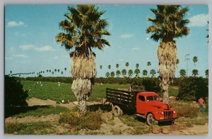 Cartolina Green Bean Harvest, Rio Grande Valley, Texas Ford Truck palme - Foto 1 di 2