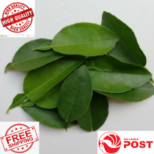 Organic Lime Leaves 200 (Kaffir)100% Premium Herb A Grade Quality free shipping 