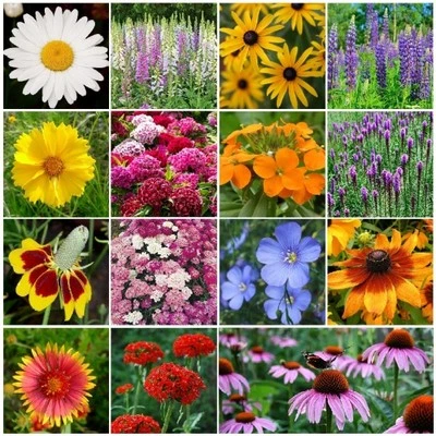 All Perennial Wildflower Mix, 15 Species Flowers, Variety Packet-Size, Easy Grow - Image 1 of 2