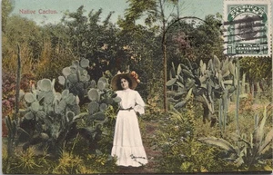 1911 FARBGETÖNTE RPPC PANAMA POSTKARTE - HEIMATKAKTUS - Bild 1 von 2