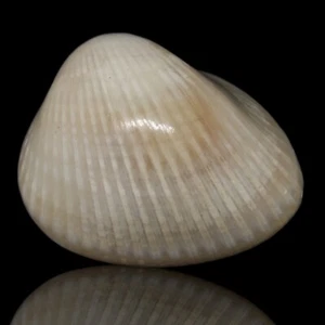 102gr Natural Polished Bivalvia Clam Rough PELECYPODA Fossil - Picture 1 of 5