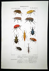1831,PRETRE ORIGINAL ENGR. EDLES ANTIKES AQUARELL COLEOPTERA KÄFER XPP - Bild 1 von 5