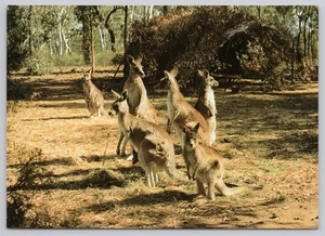 Cartolina Continentale Animali Una Famiglia di Canguri - Foto 1 di 2