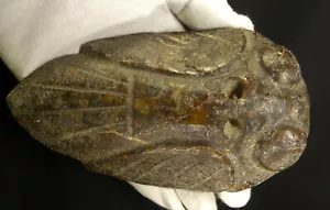 XLG neolithische chinesische Hongshan Jade Unsterblichkeit Zikade Amulett & Drachen auf den Augen - Bild 1 von 12