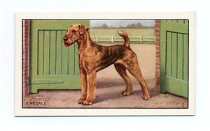 AIREDALE TERRIER GALLAHER 1936 A SERIE HUNDE ZIGARETTENKARTE #19 - Bild 1 von 2