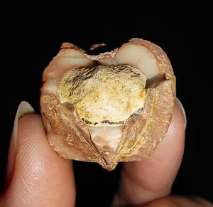 ECHINODERMATA BLASTOID, DELTOBLASTUS TIMORENSIS FROM TIMOR INDONESIA, 25MM - Picture 1 of 6